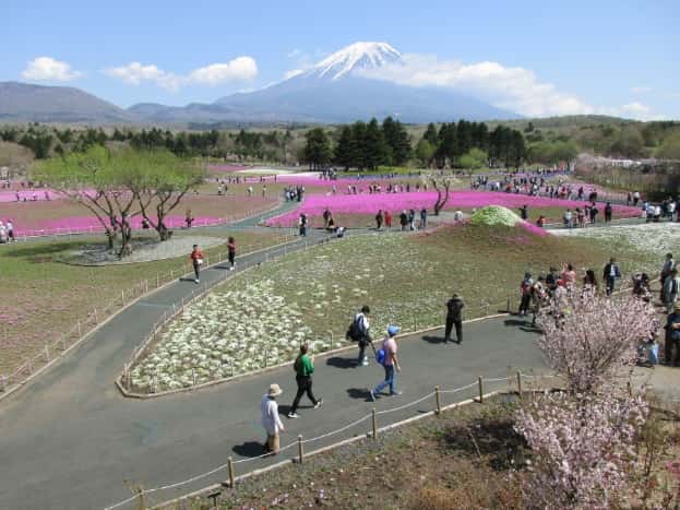 富士芝桜まつり