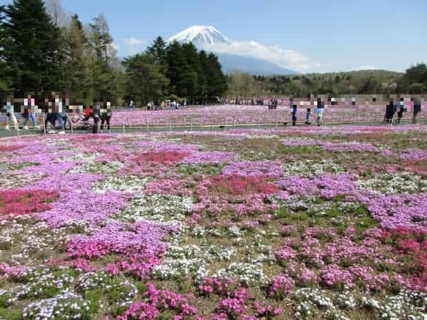 富士芝桜まつり